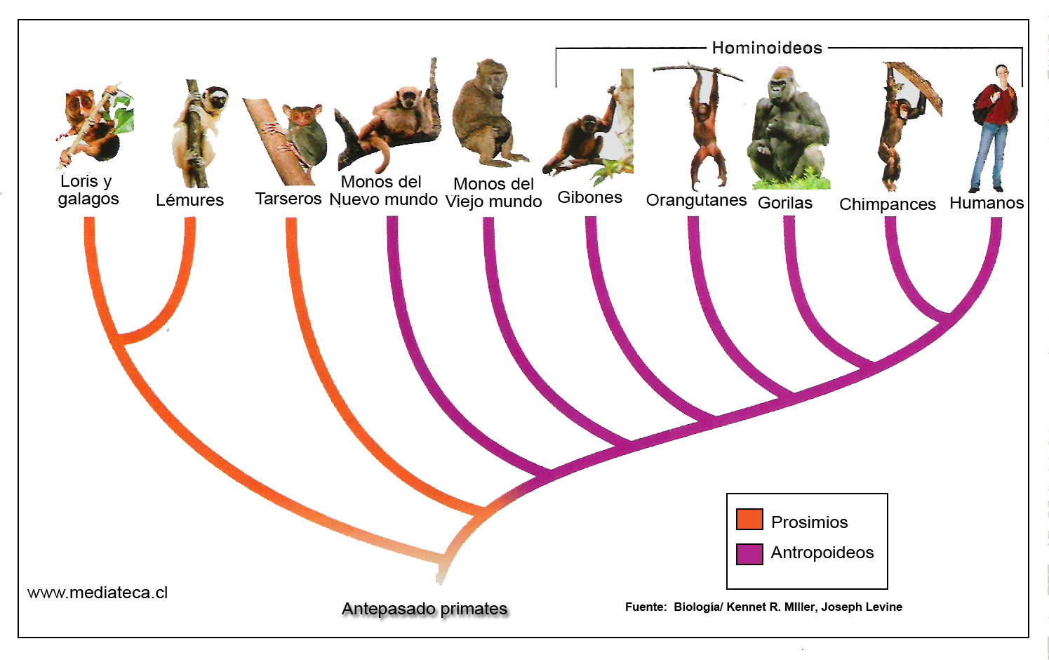 evolucion humana at emaze Presentation