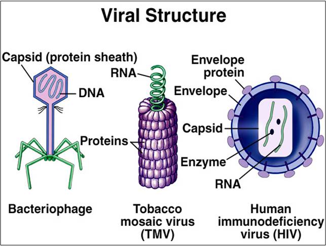 Viral kak. Virus structure. Структура вируса. Строение вируса на английском. Капсид вируса.