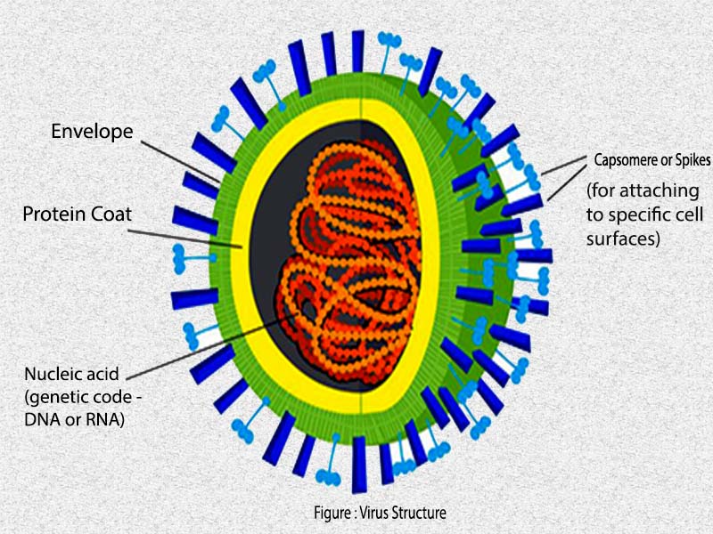 Types of viruses. Virus structure. RNA virus structure. РНК вирусы. The structure of Nucleic acids DNA and RNA.
