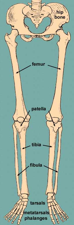 Lower Limb. Фибула кость. Femur Tibia Fibula. Bone.
