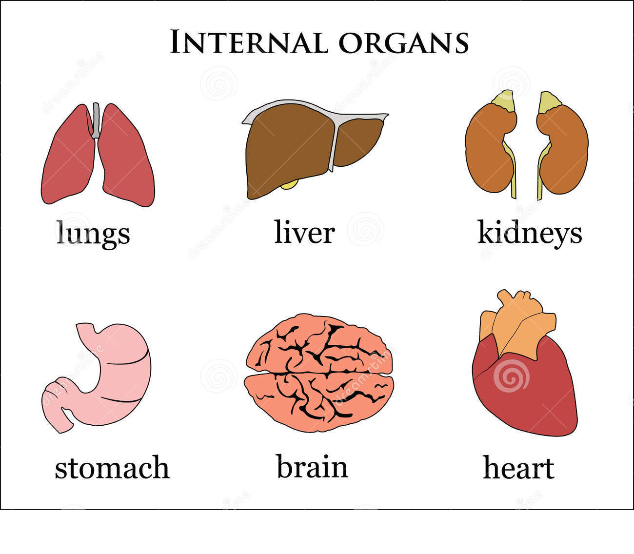 Органы человека на английском картинка