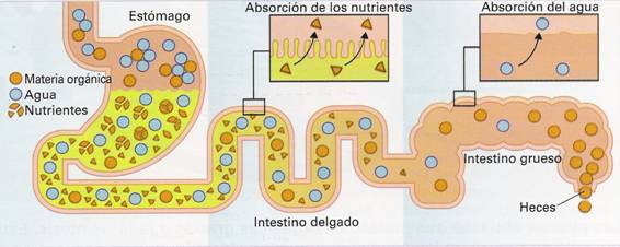 Naturales. Unidad 2. El proceso digestivo.