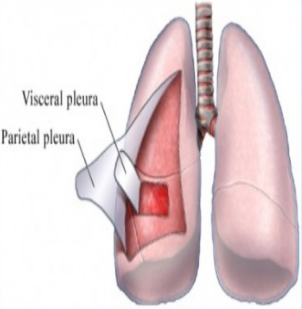 Где находится плевра у человека фото
