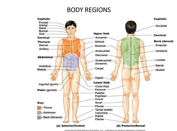 Body Regions On Emaze body-regions-on-emaze
