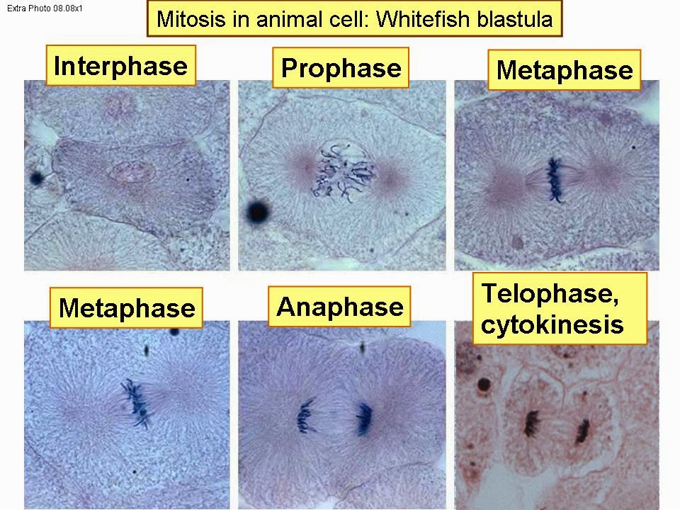 Stages Of Mitosis Microscope Images Micropedia Porn Sex Picture
