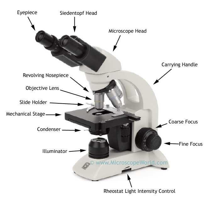 Cell, Cell cycle, Microscope, and Mitosis on emaze