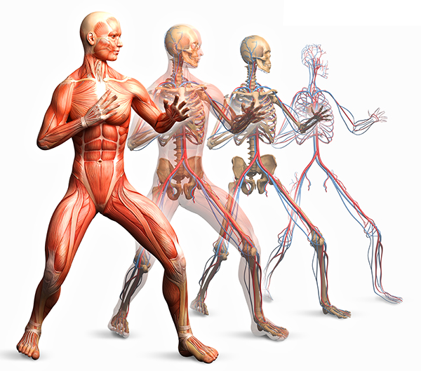 Resultado de imagen para aparato musculo esqueletico