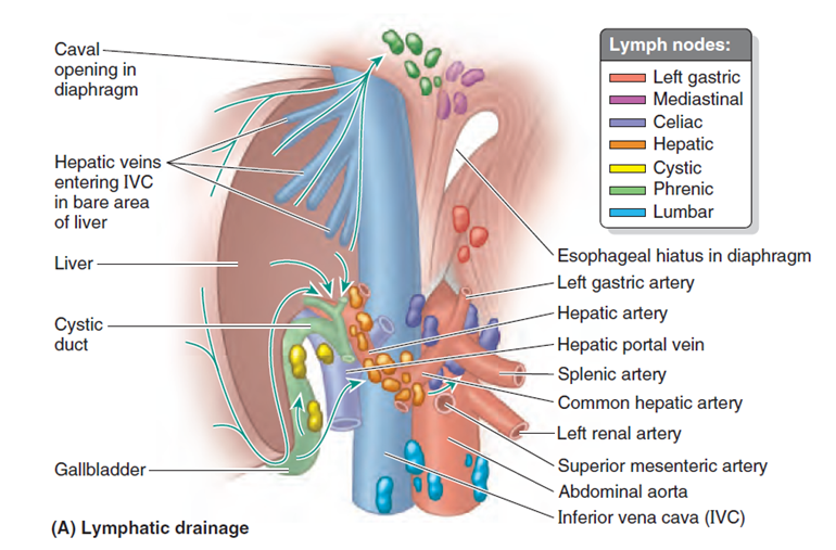 drenaje linfatico del higado