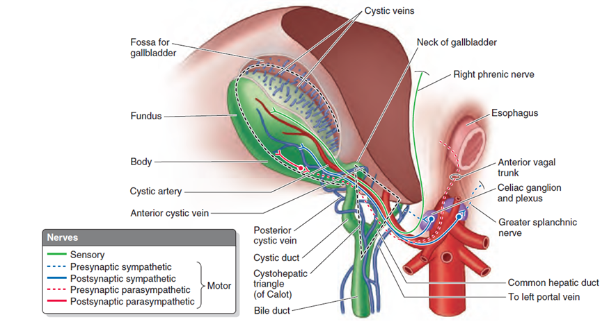 Cetosis y vesicula
