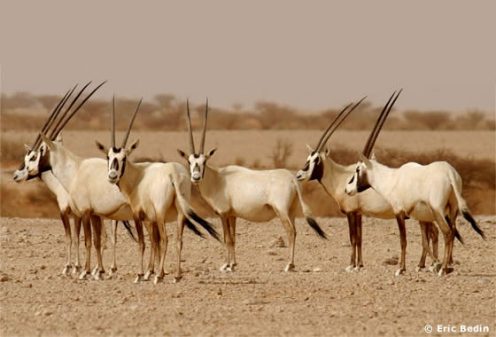 المها العربيعمل at emaze Presentation
