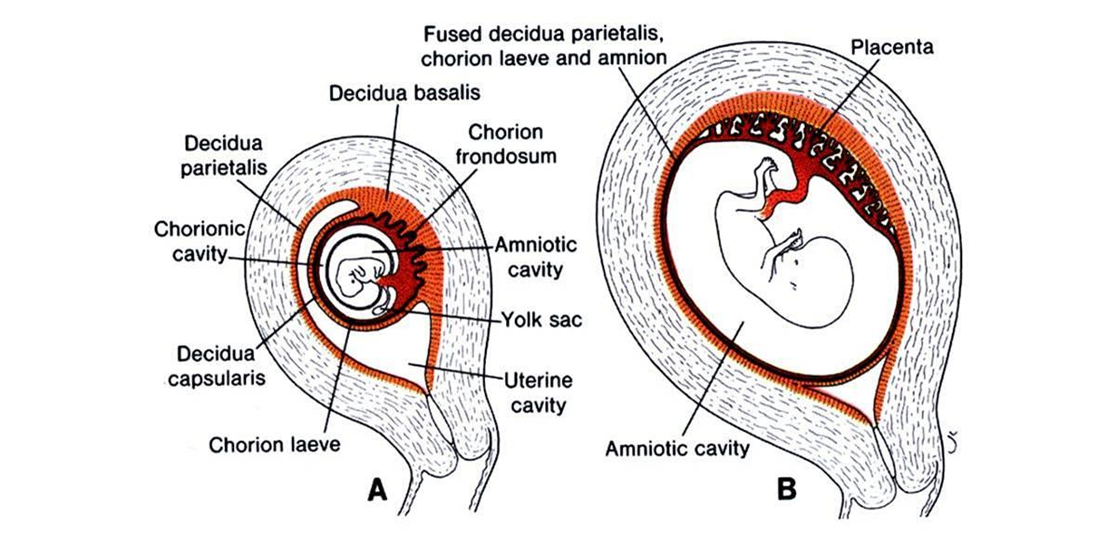 Partes De La Placenta