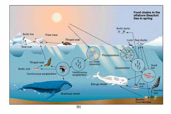 Cold Desert Biome Food Web - ghostwriterbooks.x.fc2.com