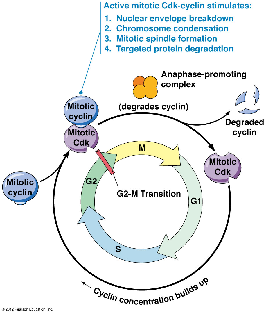 Цикл днк. Cyclin CDK. Клеточный цикл от и до. G1/s Checkpoint. Cdc2 Cell Cycle.