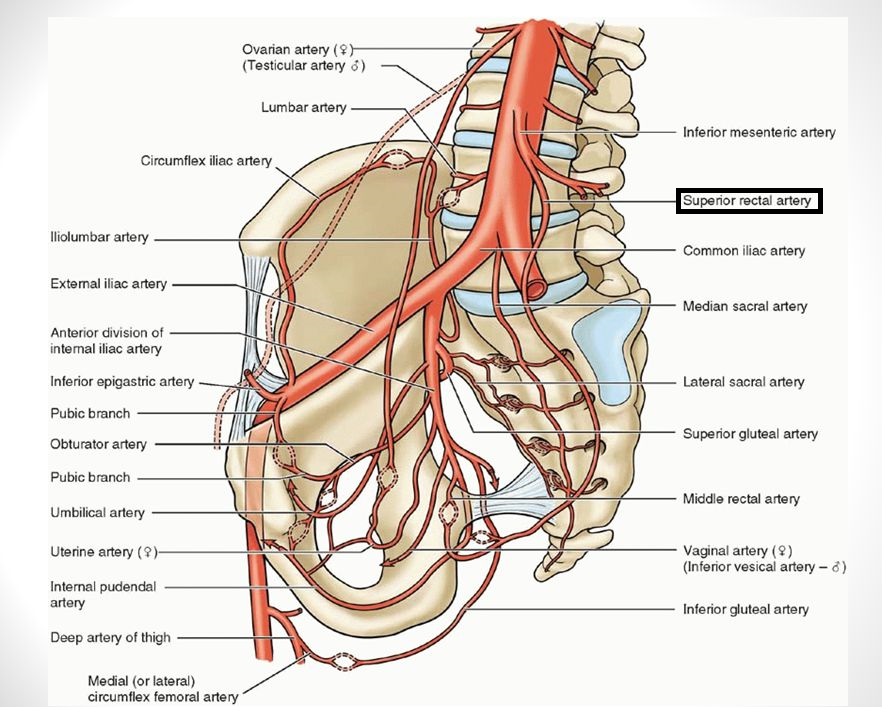 Ветви внутренней подвздошной артерии схема