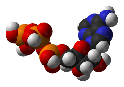 Metabolismo