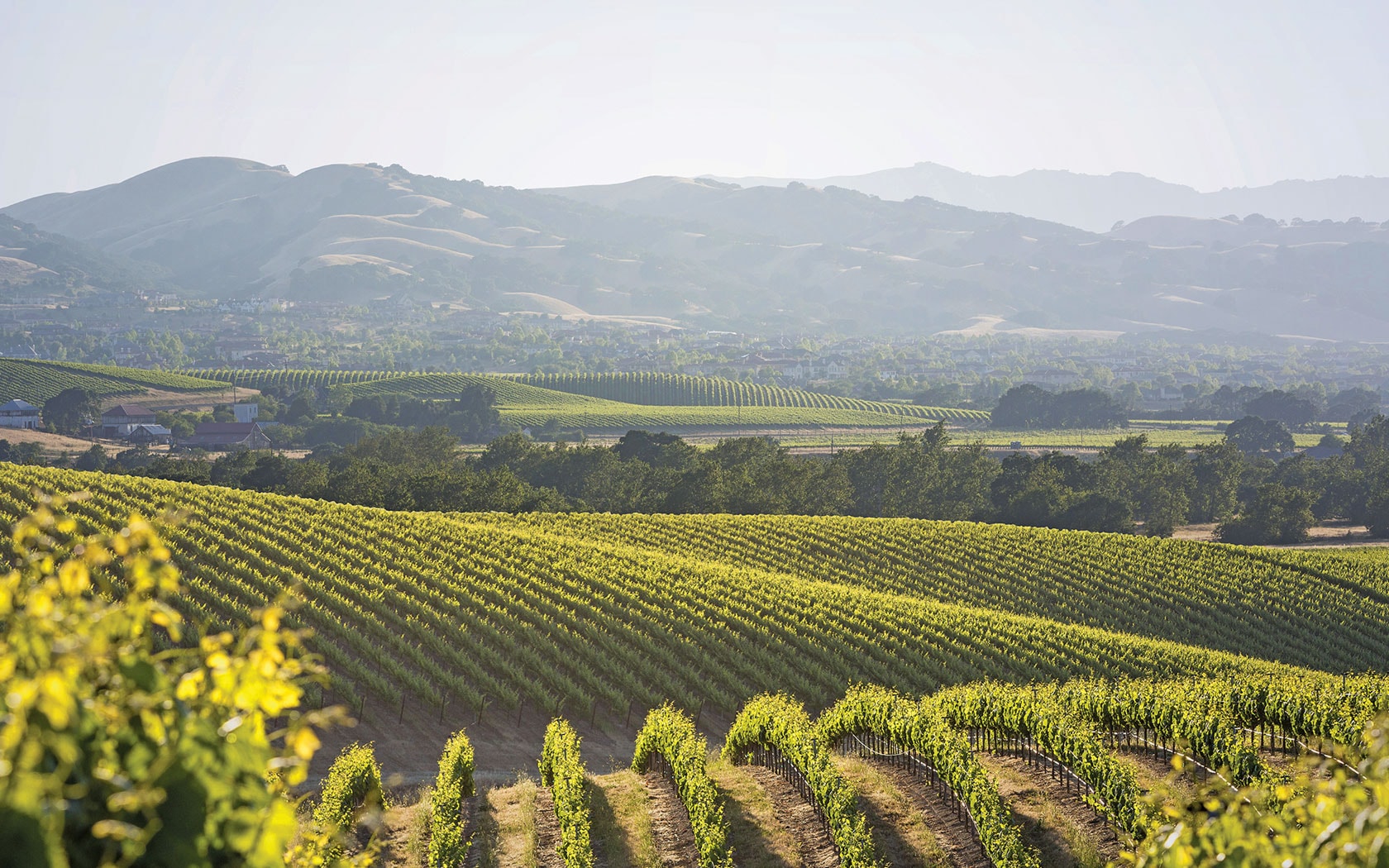 Valley vip. Долина Napa Valley. Долина Напа Калифорния. Напа виноградники. Виноградник Долина Напа.