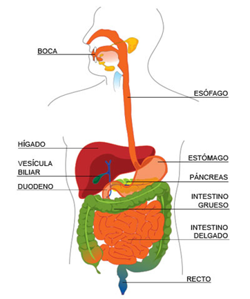 NUTRICION ENTERAL on emaze