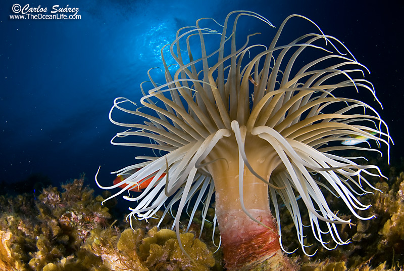 Cnidaria on emaze