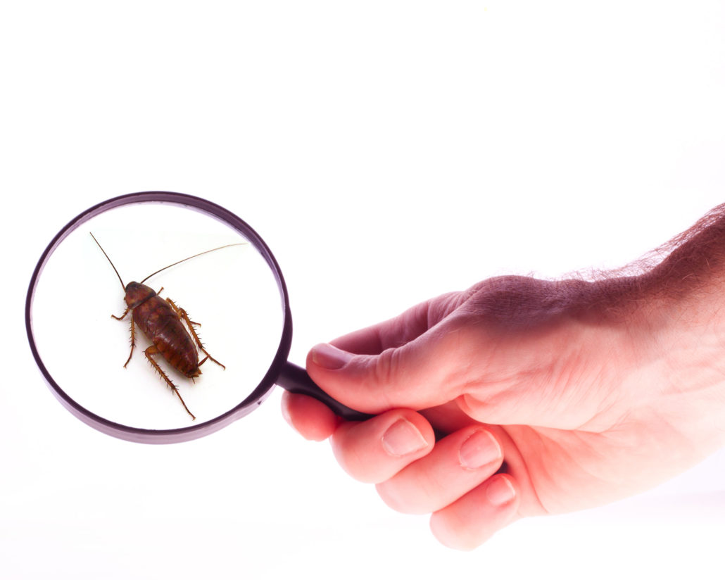 Presentación Plaguicidas at emaze Presentation