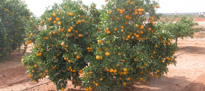 AGRICULTURA MEDITERRÀNIA MODERNA:
En destaquen conreus de regadius(fruites i hortalisses).
Els hivernacles i productes amb de