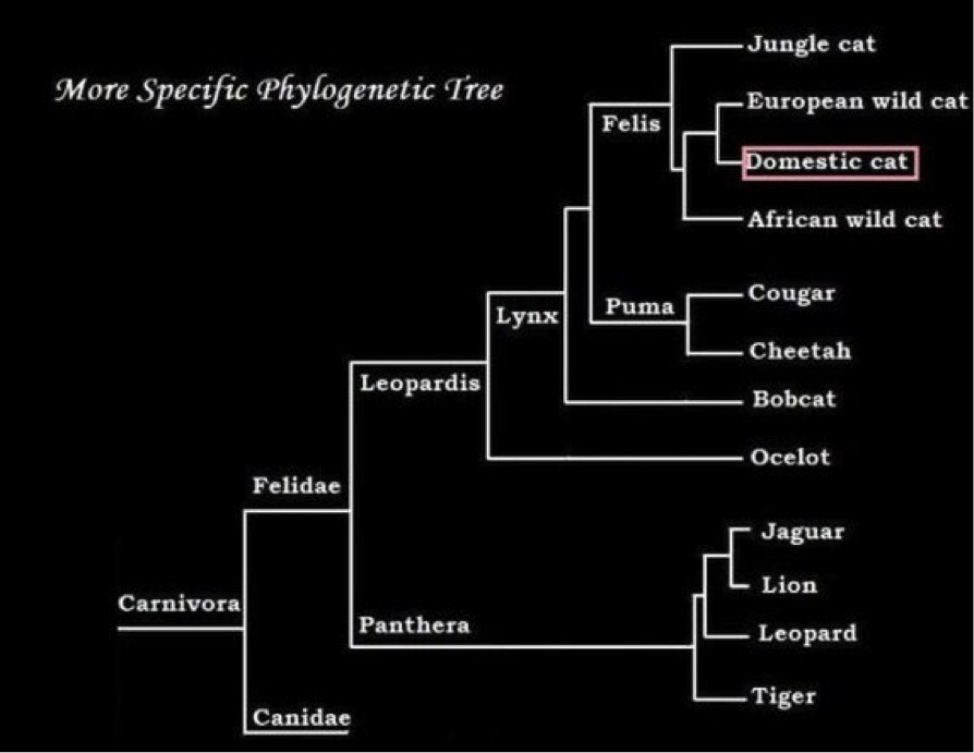 Evolution Tree Of Cats At Jasper Saranealis Blog