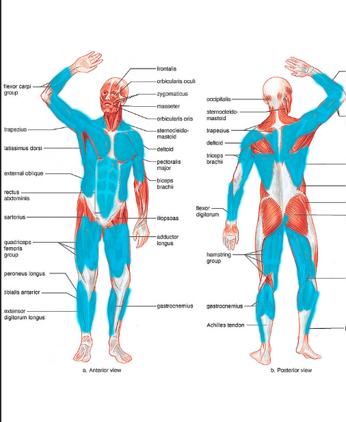 What Is Aerobic Target Zone