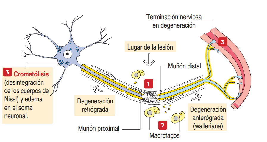 Resultado de imagen para regeneracion nerviosa