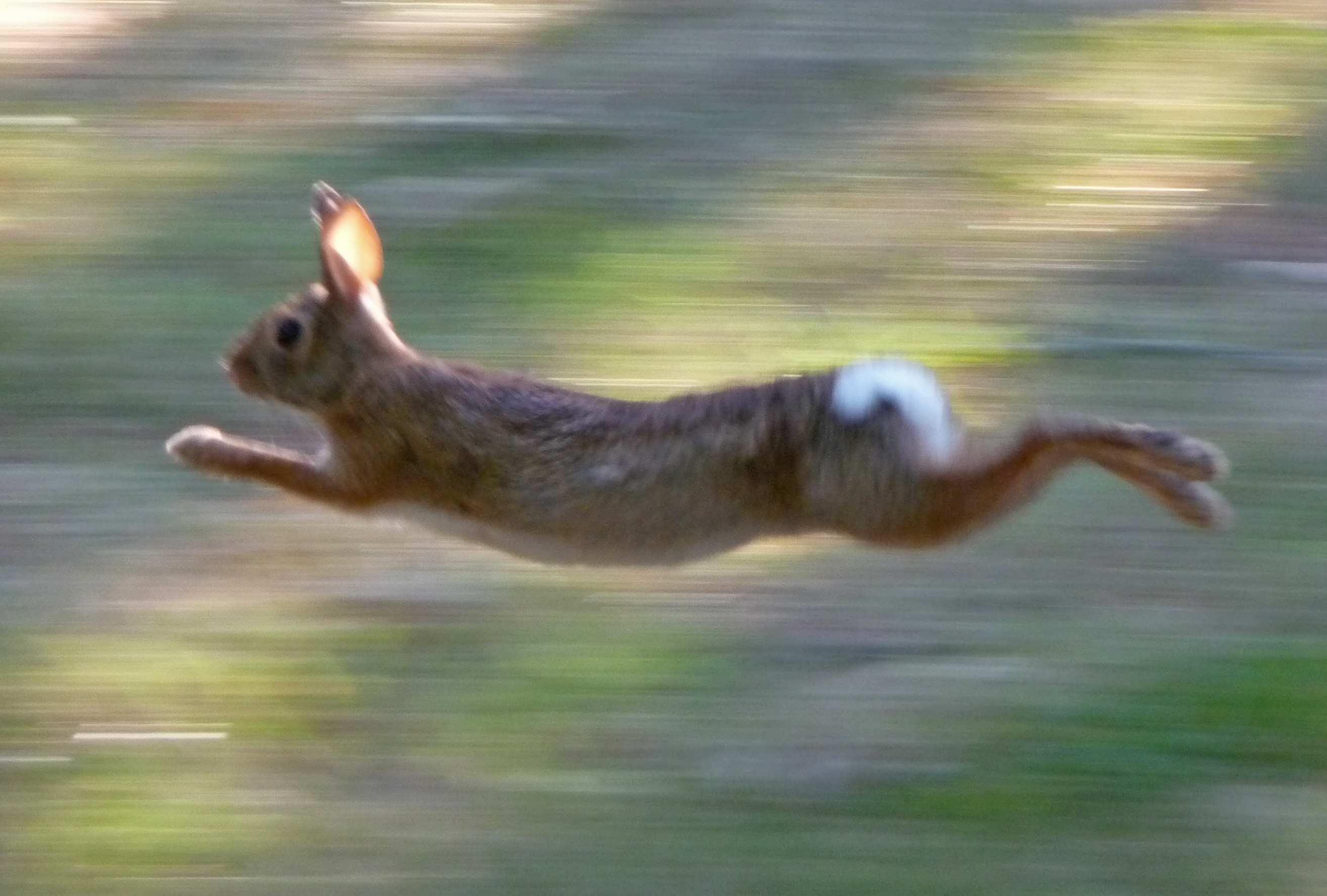 Заяц бежит. Летающий заяц. Кролик бегает. Бег зайца.