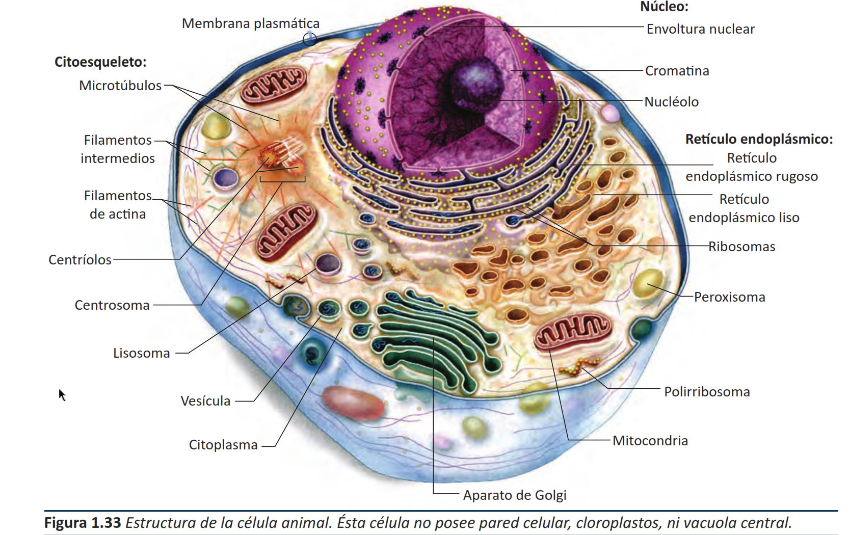 Anatomia On Emaze