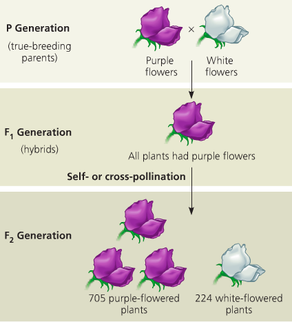 AP BIO Presentation on emaze