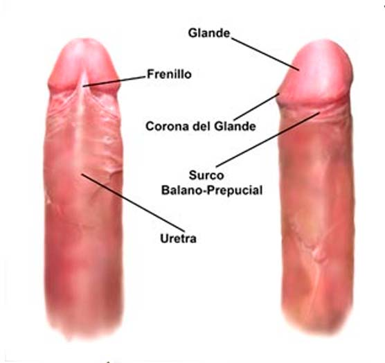 capa de piel que cubre el glande o punta del pene en el varón no circuncida...