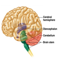 Diencephalon on emaze