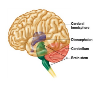 Diencephalon on emaze