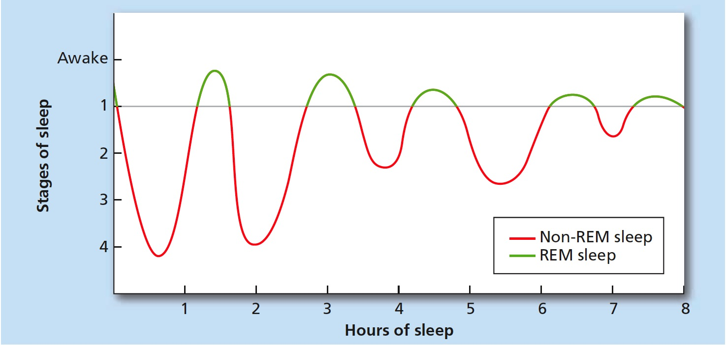 Rem фаза сна это. Rem Sleep. Non Rem сон. Rem Sleep non Rem Sleep. Rapid Eye Movement Sleep.