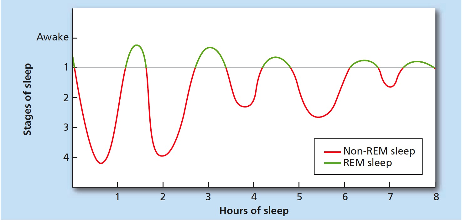 Rem фаза сна что. Rem Sleep. Non Rem сон. Rapid Eye Movement Sleep. Rem фаза.