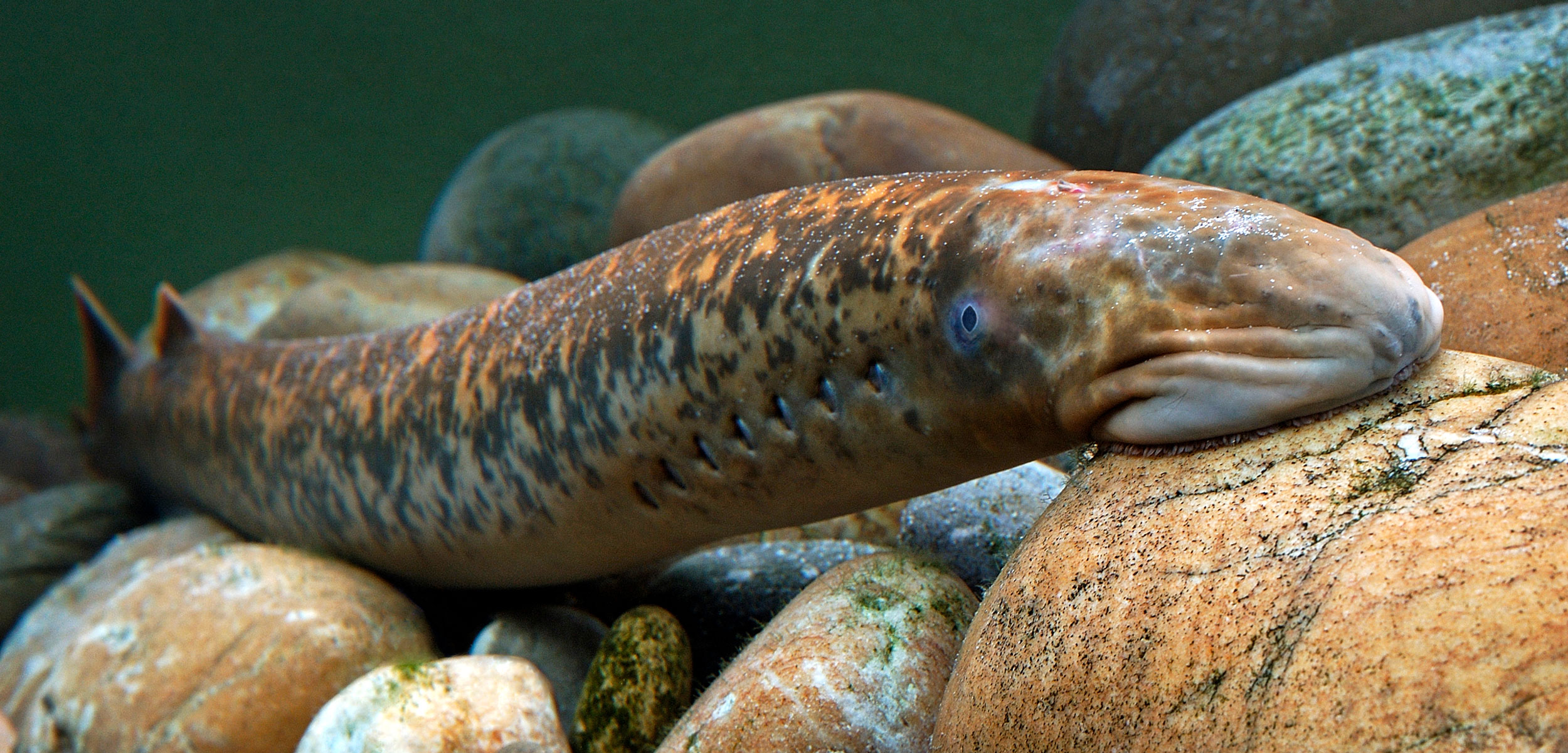 Lamprey On Emaze Lamprey On Emaze