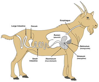 digestive systems on emaze