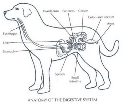 Image result for examples of animals digestive system