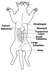 digestive systems on emaze