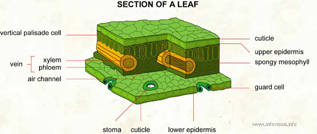 Palisade перевод. Palisade Cells. Leaf in Section. A Palisade Cell and its Parts. Palisade снизу.