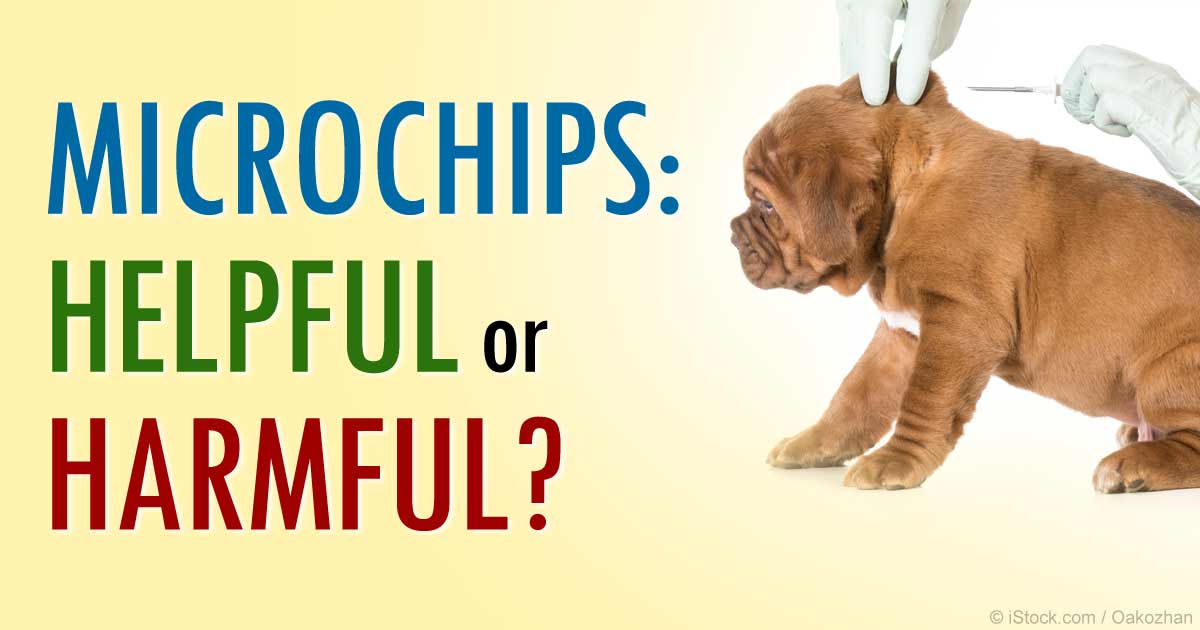 Mircochipping your dog on emaze