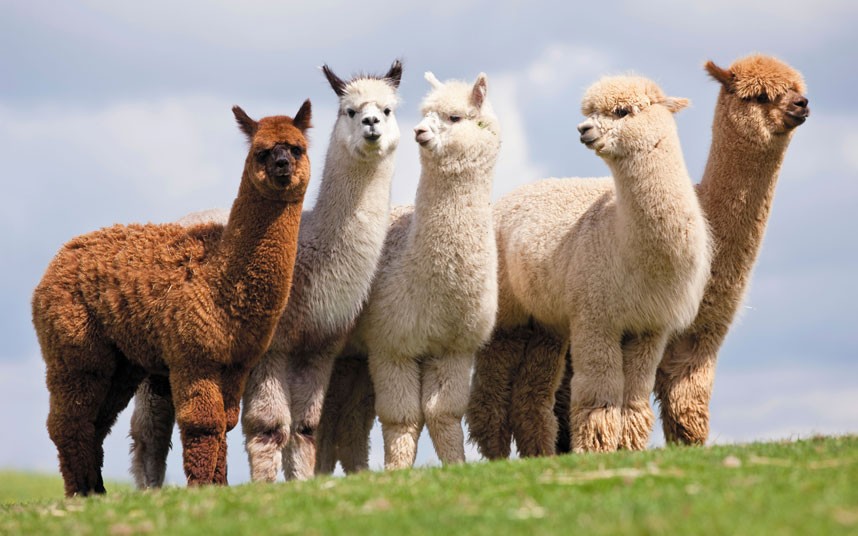 Resultado de imagen para alpacas