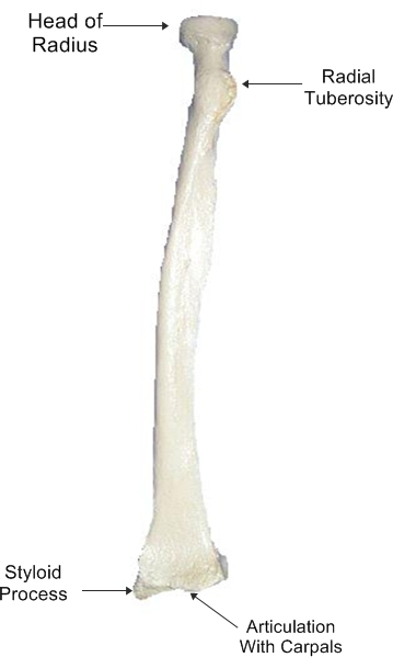 Labelled Radius Bone : Labelled Radius Bone Bone Anatomy Worksheets