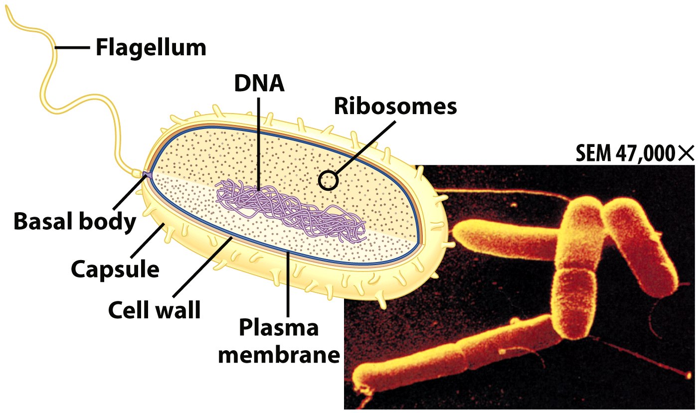 biology project on emaze