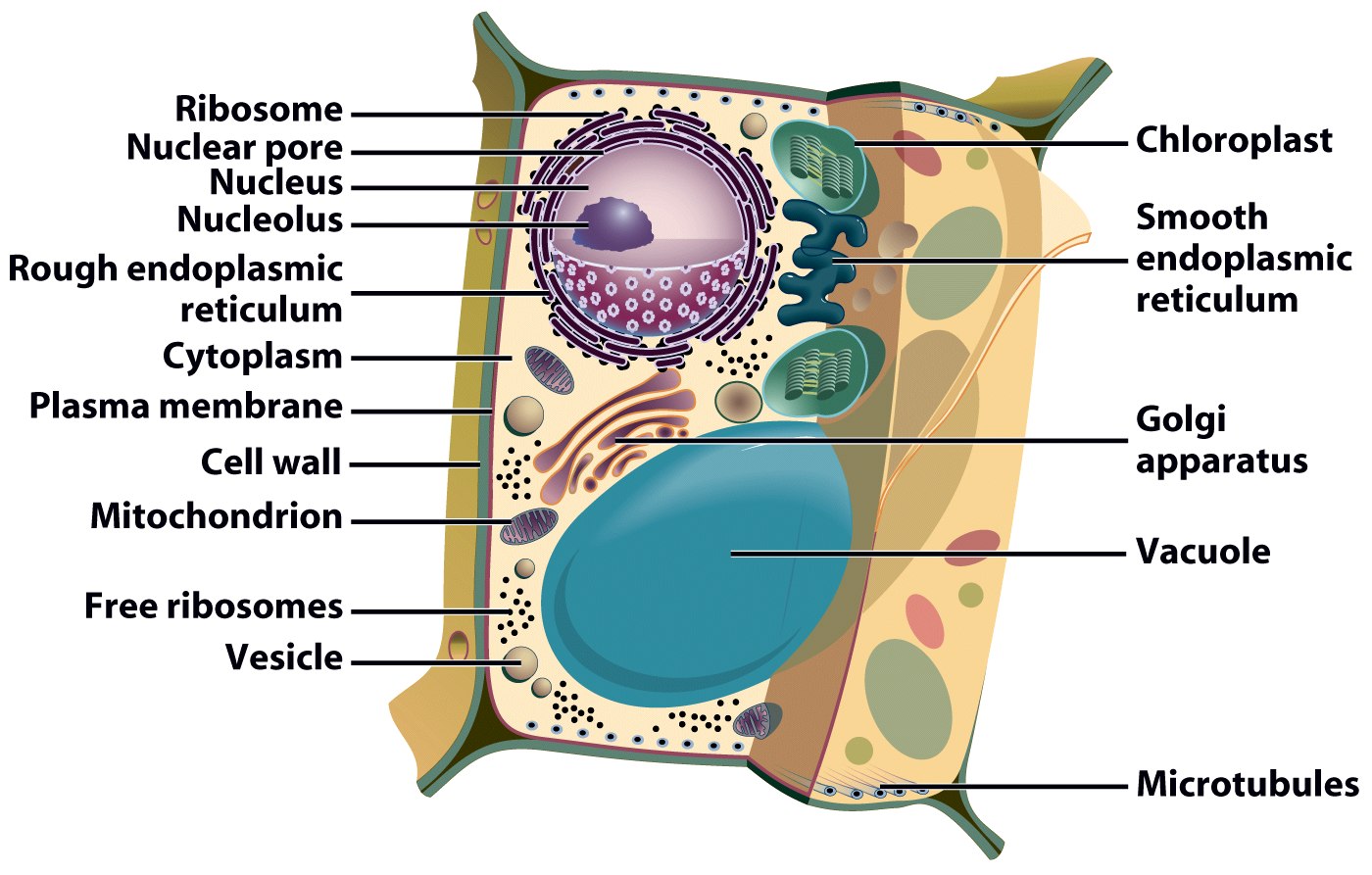 biology project on emaze