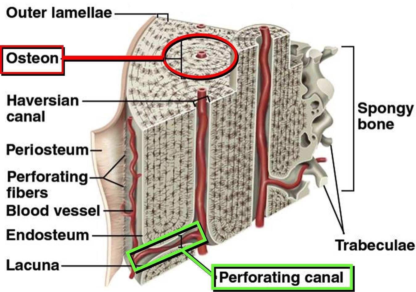 The Skeleton FULL on emaze