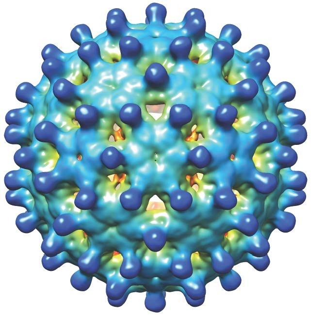 Гепатит в мире. Вирус гепатита б. Гепаднавирус микробиология. Вирусный гепатит б возбудитель. Молекула гепатита.