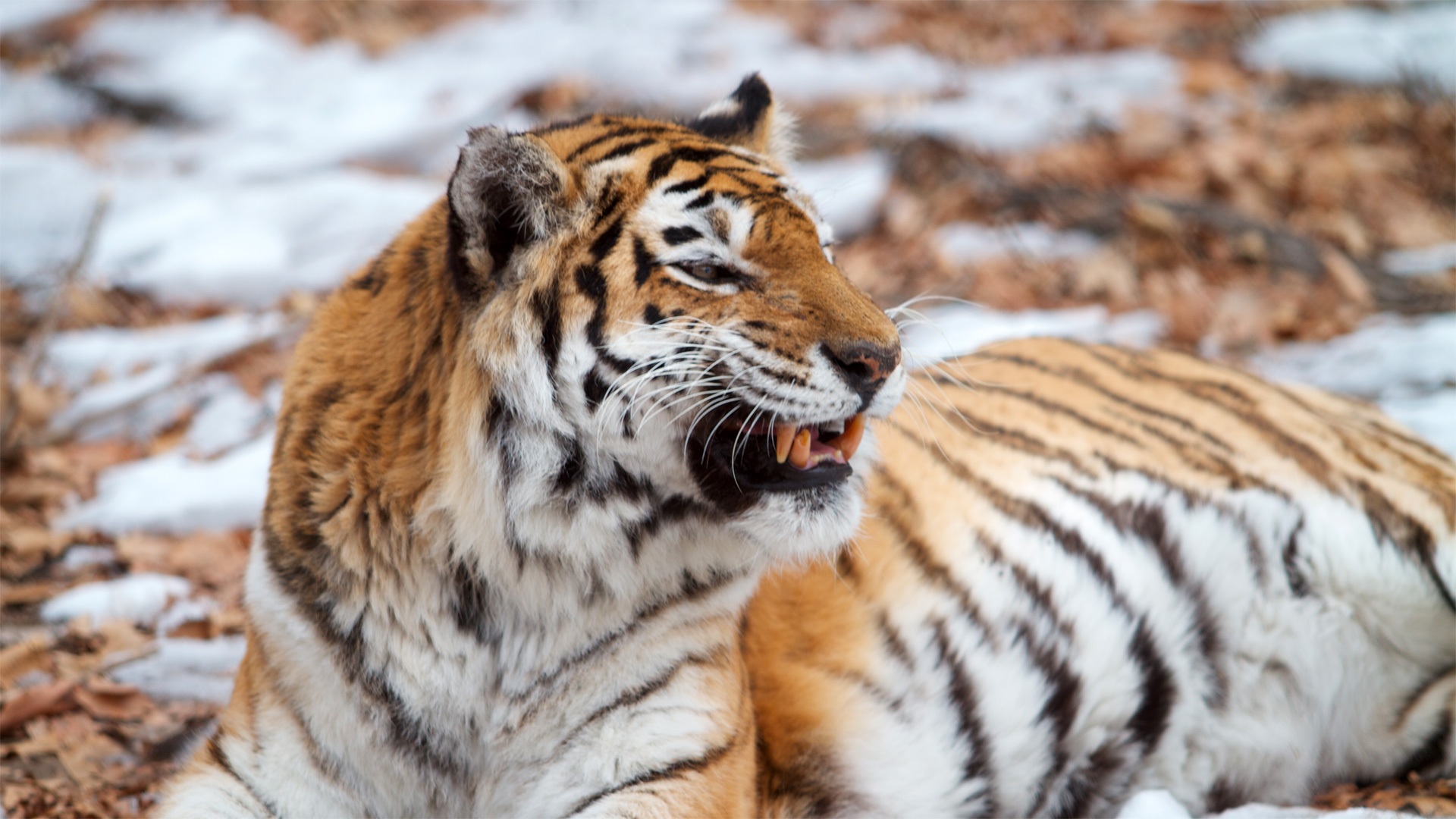 siberian-tiger-on-emaze