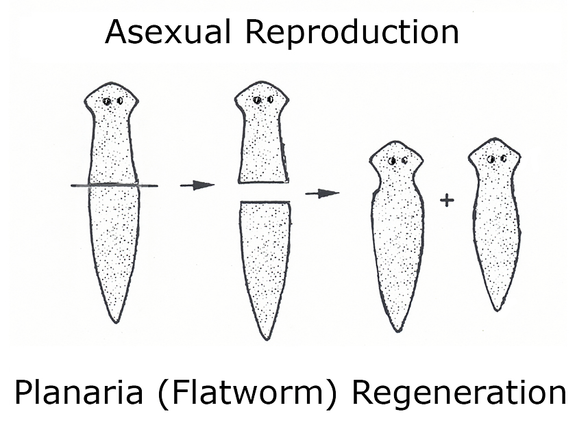 Белая планария это. Бесполое размножение белой планарии. Размножение планарии делением. Фрагментация планарии размножение. Бесполое размножение плоских червей.
