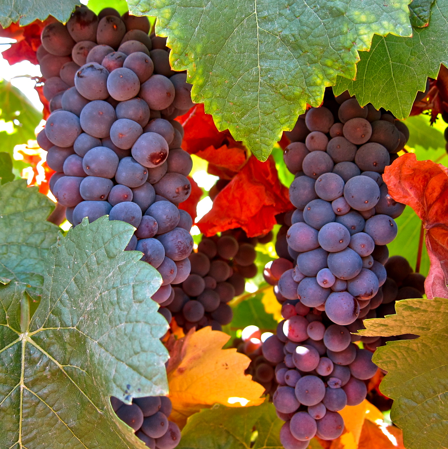 Портвейн виноград. Херес виноград. Pinot Gris grape. Виноград Калифорния. Калифорнийский виноград.
